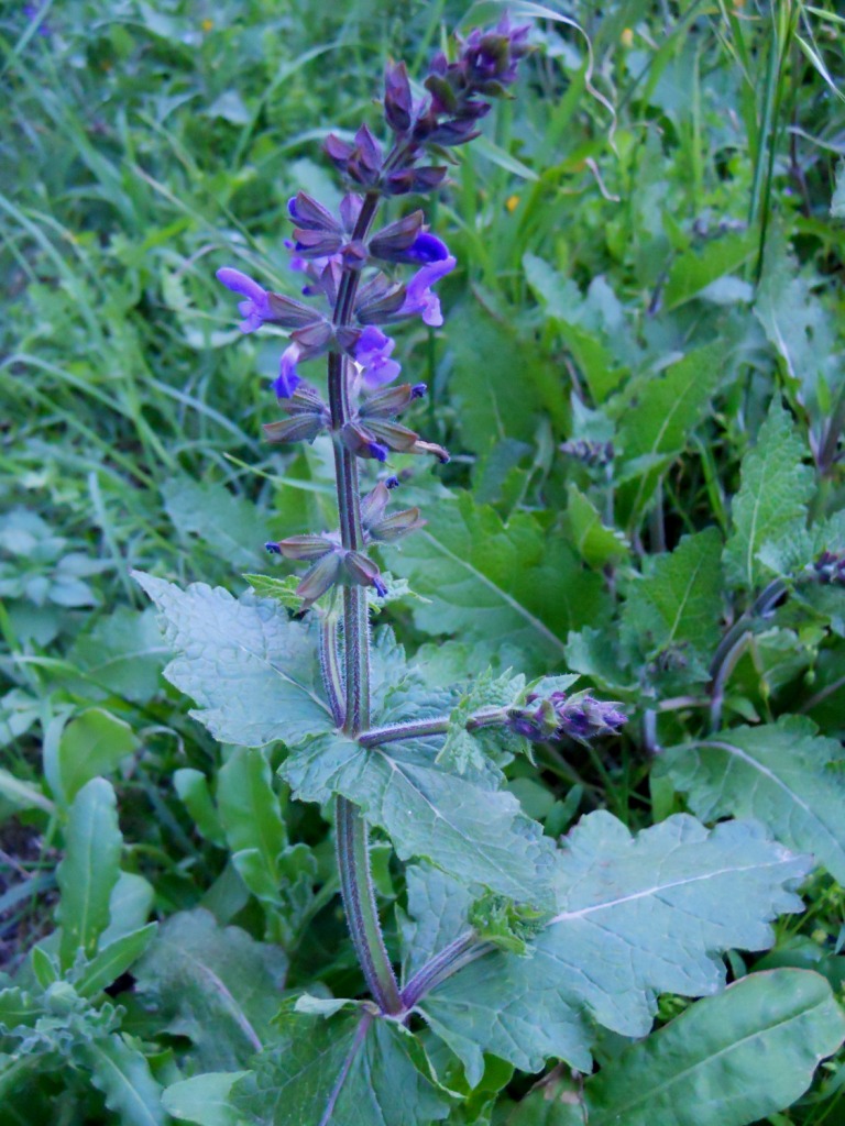 Salvia verbenaca